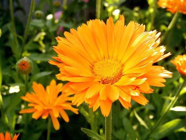 Оленька *****