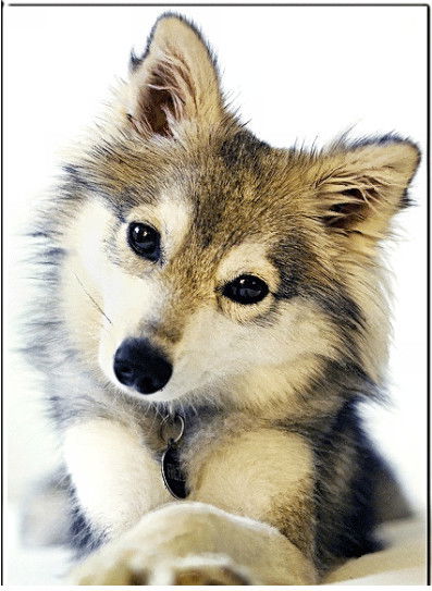 Алина Лахина