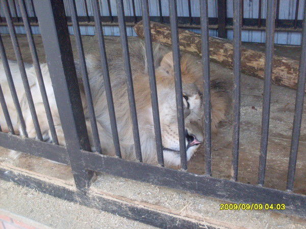 Алексеев Михаил