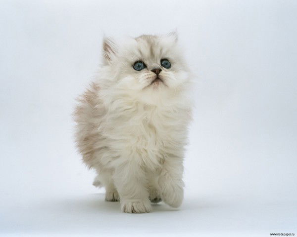 Елена Верецун