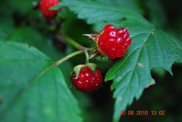 Марина Хонякина