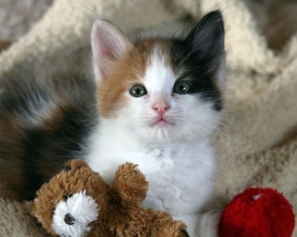 Наташа Ткаченко