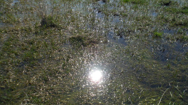 Бочкарёв Владимир