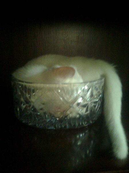 Елена Вайскерберг