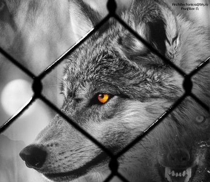 Андрей Михайлов