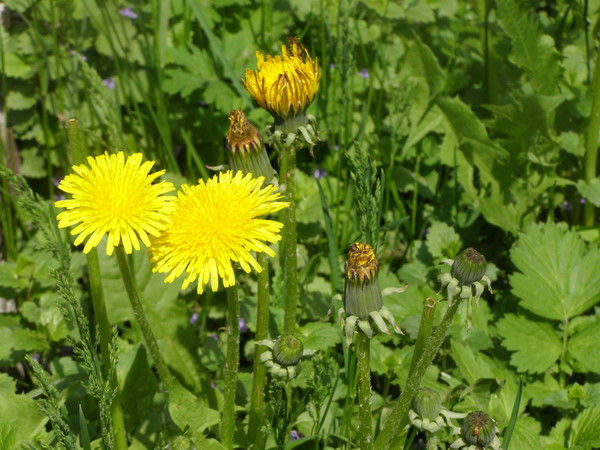 Марина Чернобровина