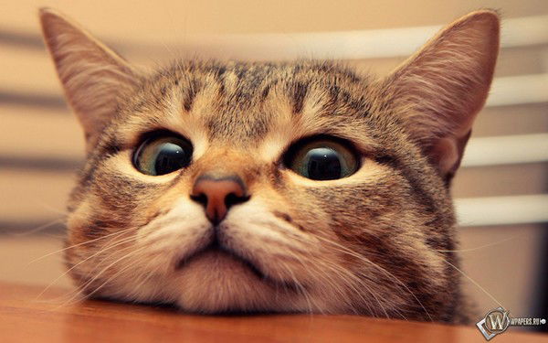 Лариса Косульникова