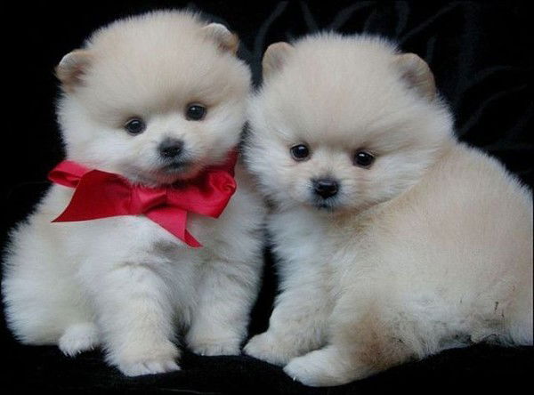 Виктория Олексик