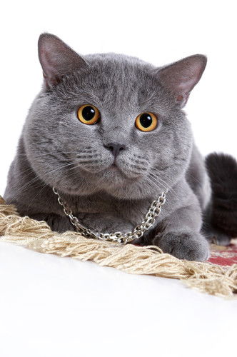 Лёлик Зомбик