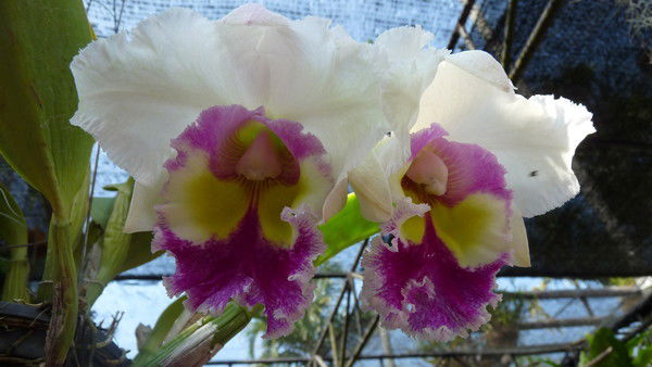 Дябденко Элеонора