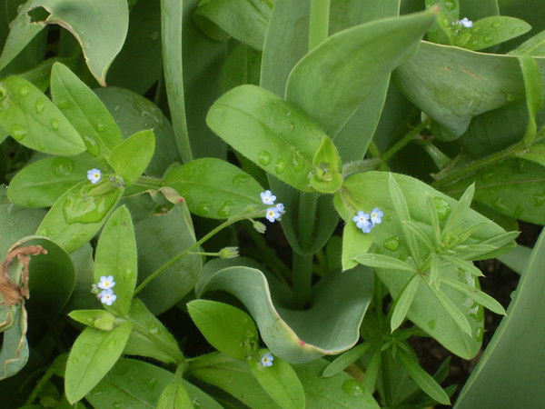 Анастасия Кубатина