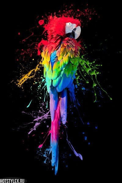 Олеся Майер