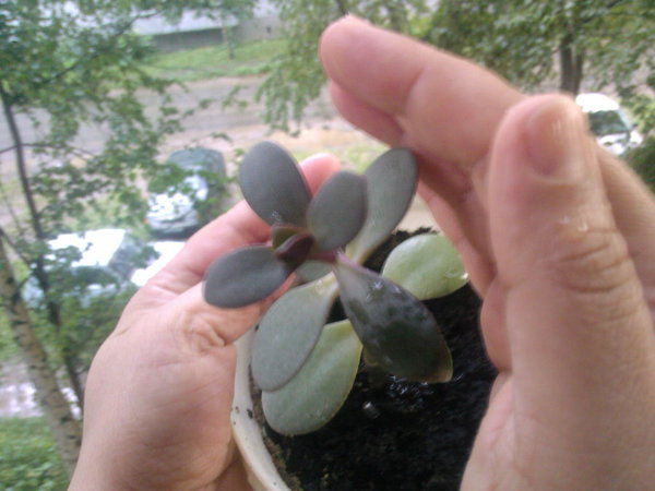 Сергей Баженов