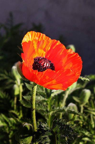 Ольга Юрьевна Пикало