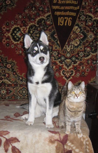 Хаски Златоуст Husky