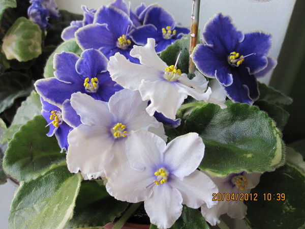 Марина Баданова