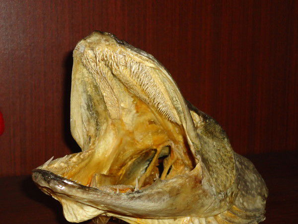 Вячеслав Коледа