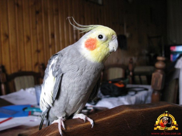 Эрнест Заведеев