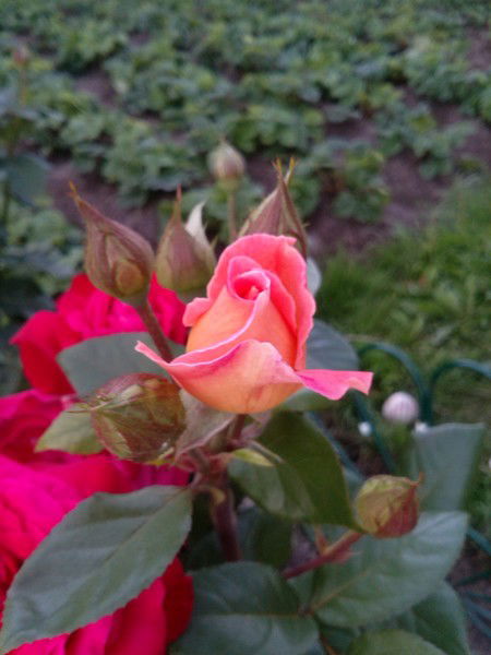 Ольга Ярыгина