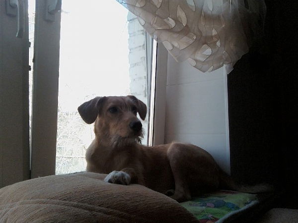 Александр Воеводин