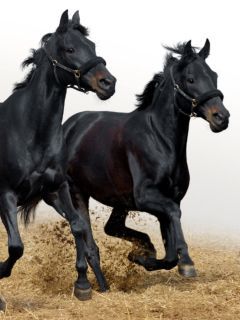 Аида Рахимжанова