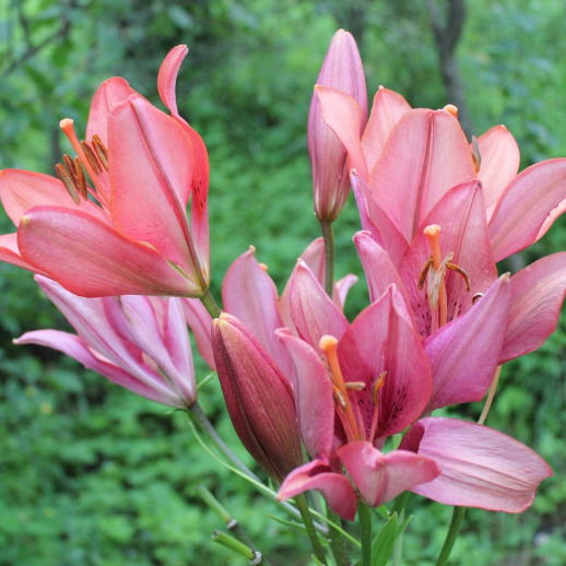 Марина Желамская