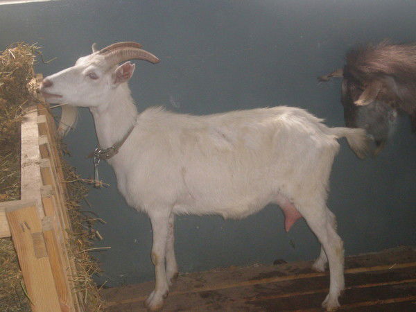 Владимир Артемьев