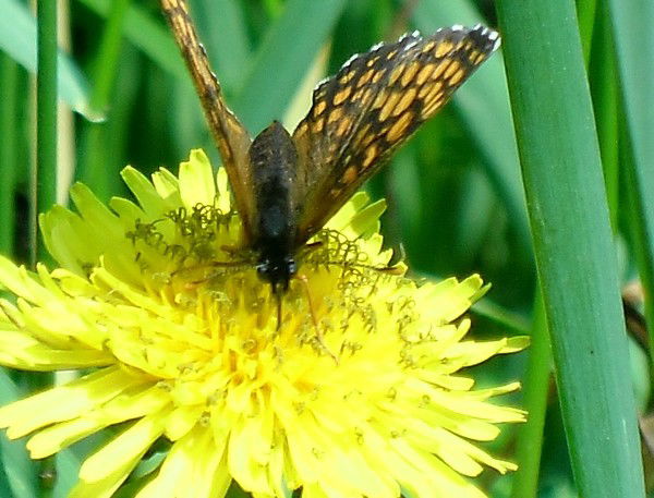 Вaсилисa Бaбейчук