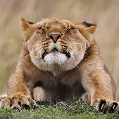 Александр Николаев