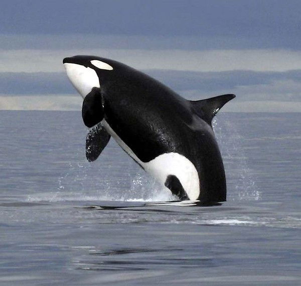 Алексей Серёгин