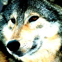 Олег Кошкин