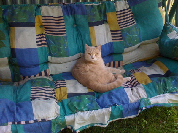 Натана Напфельбаумана