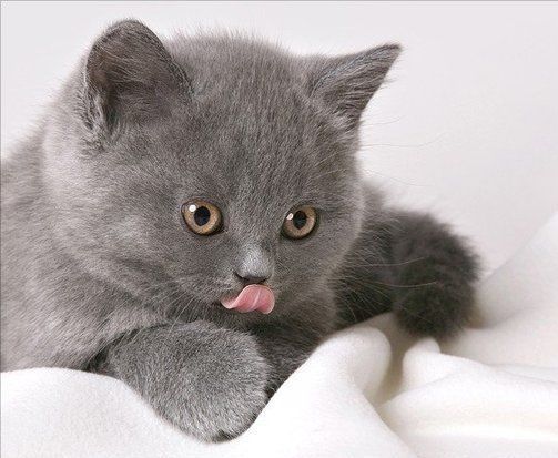 Светлана Шубина