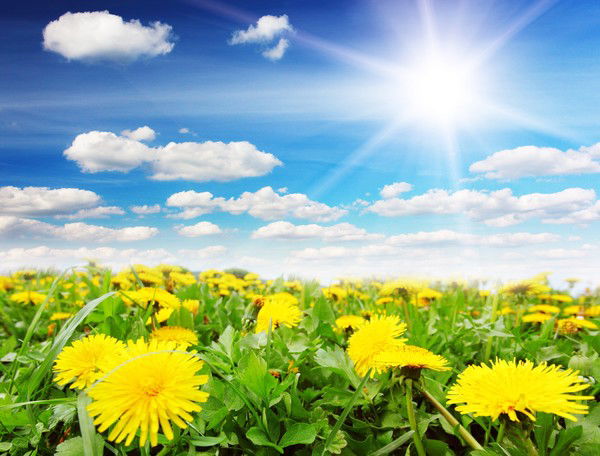 Пром Сервис Авто Ооо Бухгалтерия