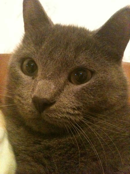 Сергей Шмелев