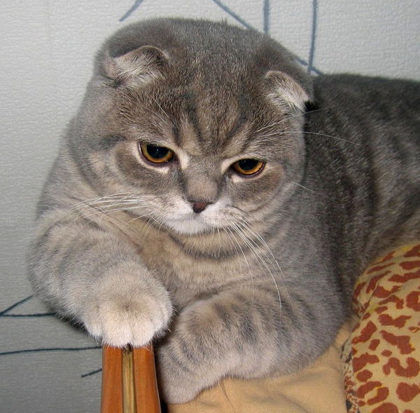 Алла Присяжнюк