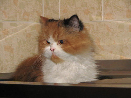 Мария Дадаева