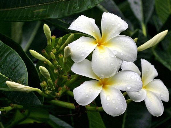 Людмила Чертовская