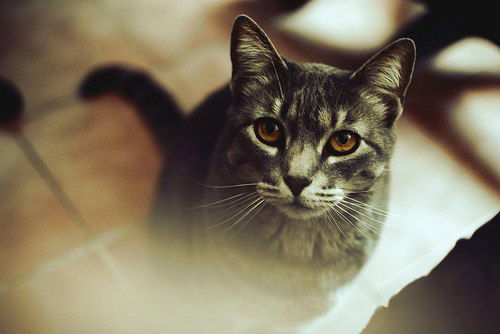 Елена Прохорова