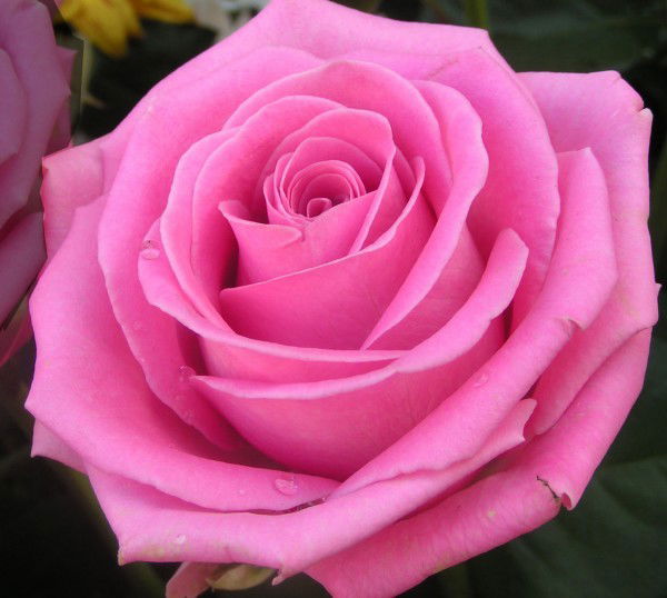 Марал Курасова