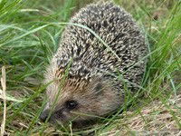 Татьяна Знаменская