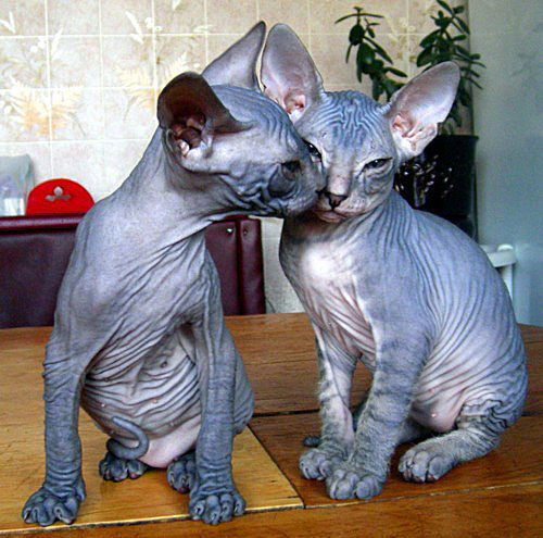 Катюшка Гай