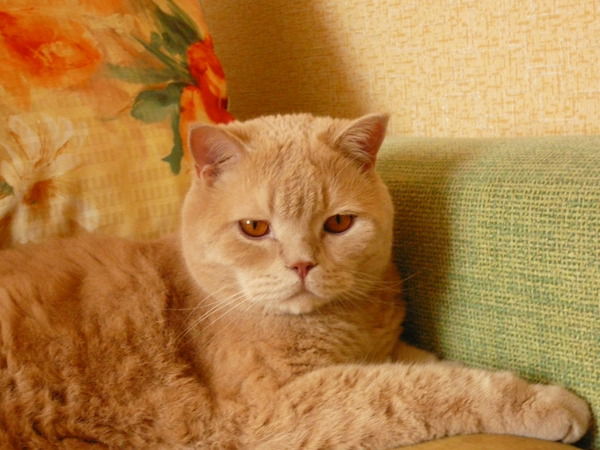 Александр Баландин