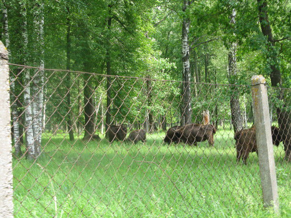 Поал Коррол