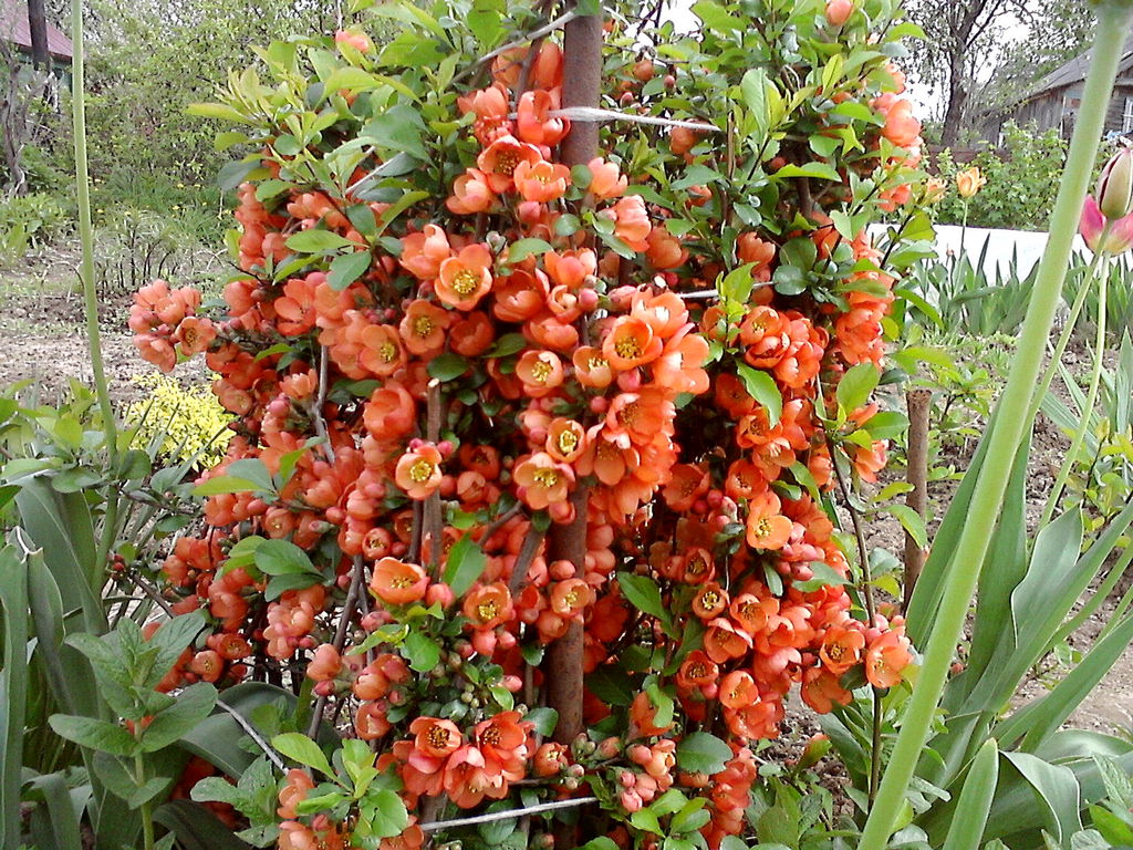 Елена Козлова