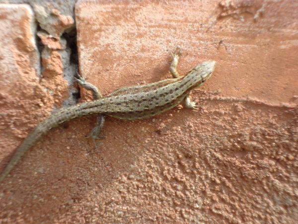 Екатерина Ершенко