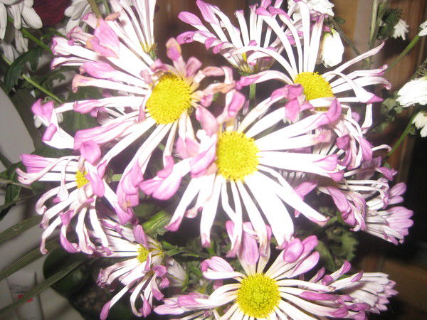 Айсылу Гарипова