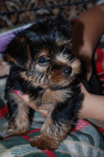 Игорь Гуленок