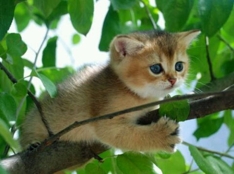 ***сч@стлив@я Мусульм@нк@***