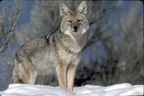 Неизвестно Неизвестно